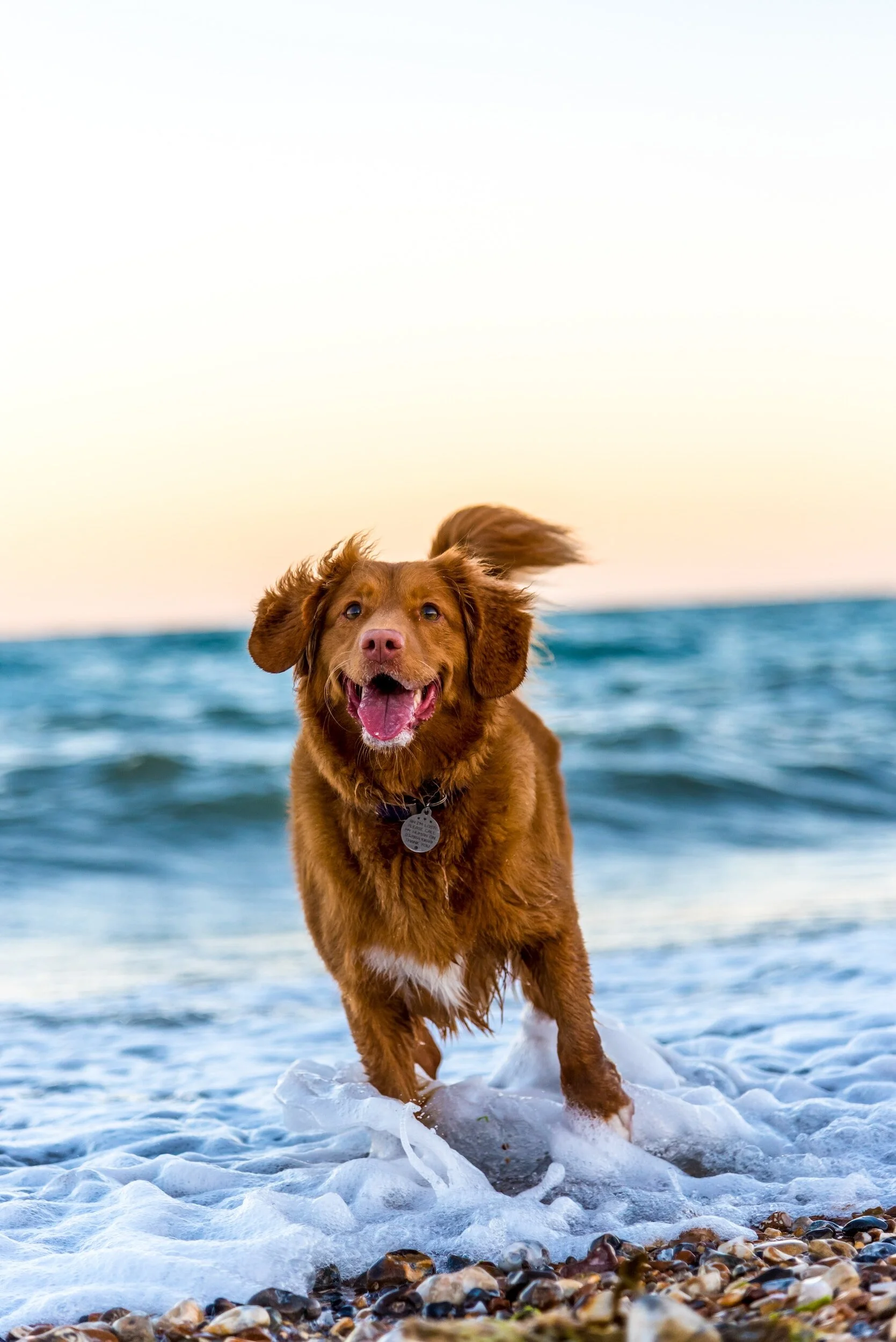 Happy brown dog running in ocean surf at the beach.