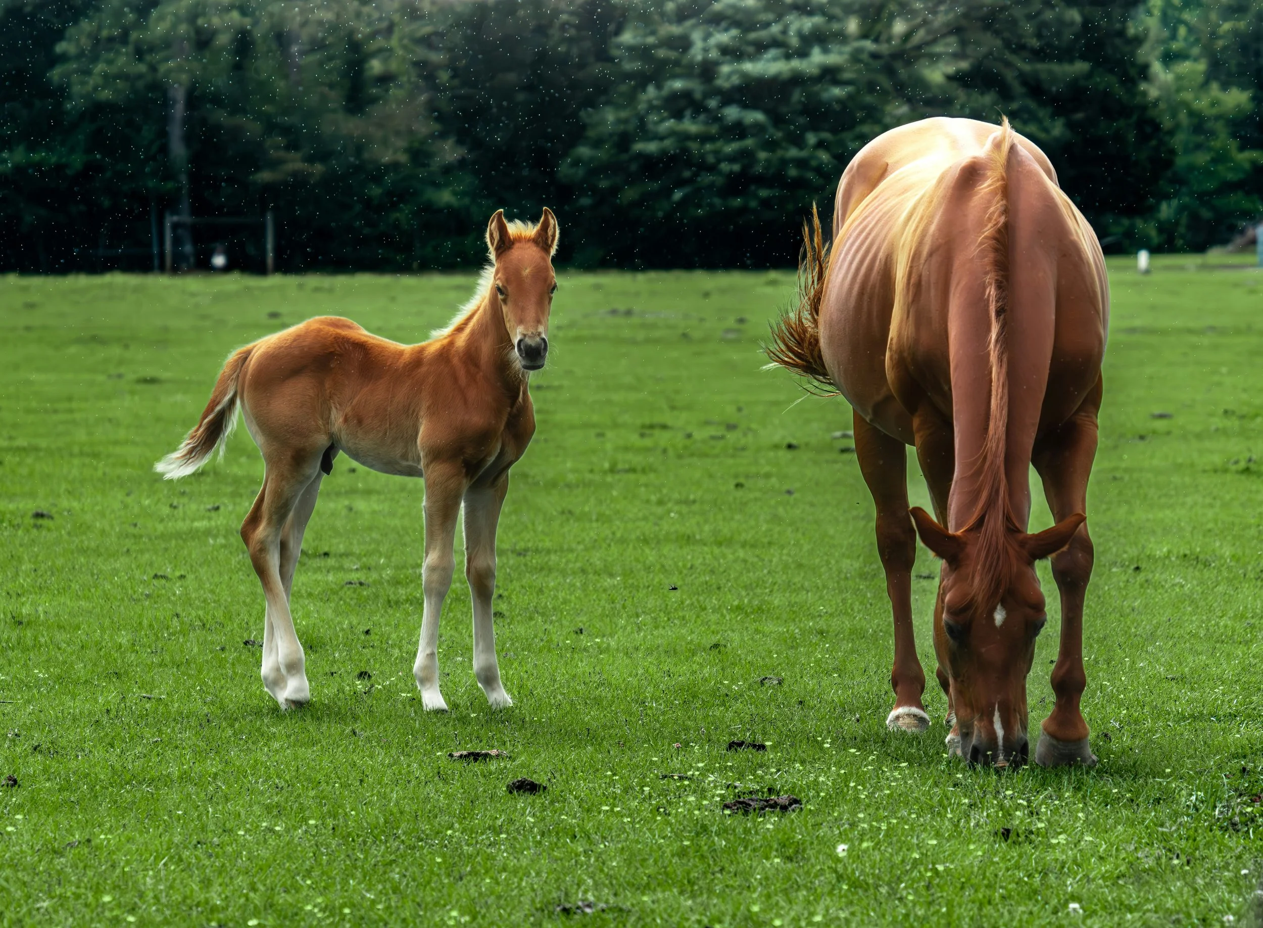 Equine Insurance for Mid-Michigan Horse Owners