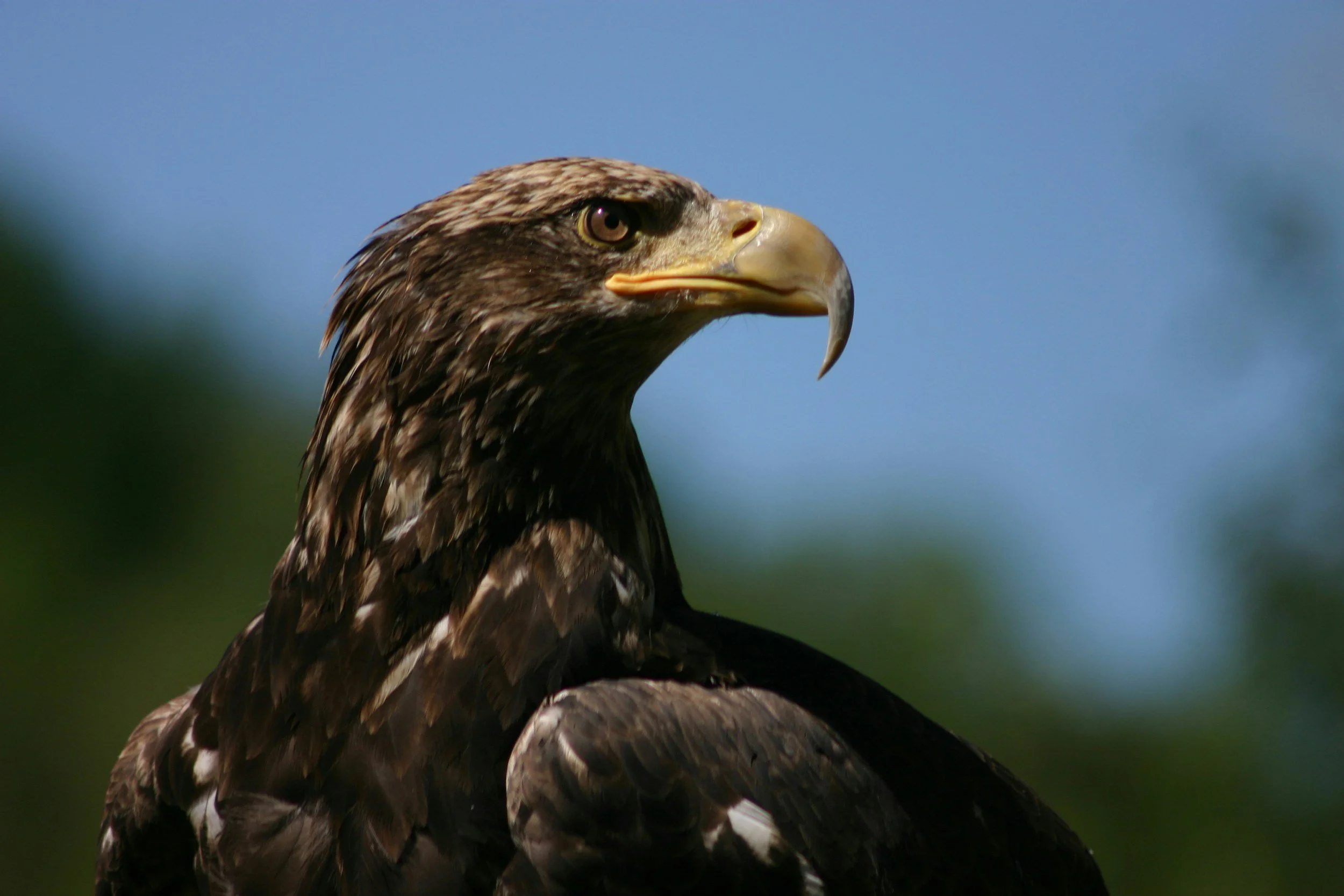 Close-up of a bird of prey, likely a hawk, with sharp eyes and beak, against a blurred blue sky background.