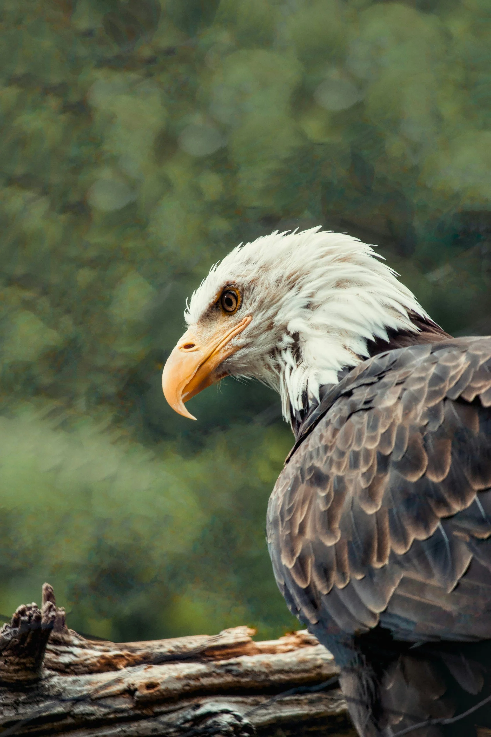 Close-up of an eagle perched on a branch with a green blurred background.