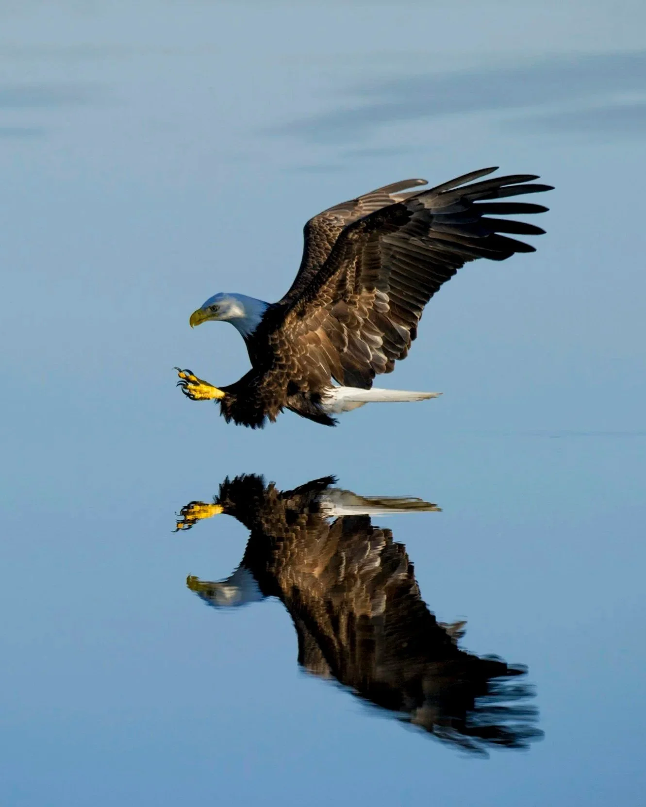 An American bald eagle flying above calm water, with its reflection visible below.