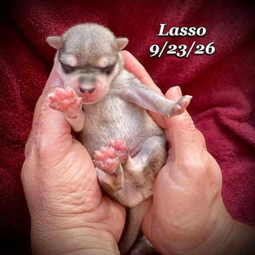 09-23 lasso 06.jpg