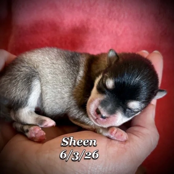 06-03 n sheen 27e89c0e-b587-4490-be6f-c1fb194ee3a9.jpg
