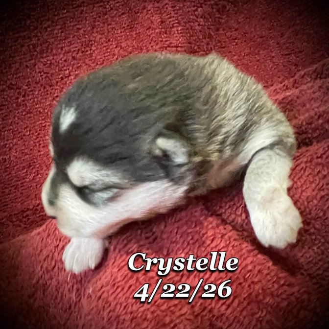 04-22 z crystelle c4f4719e-b4f0-4aeb-ba84-296a3f97c023.jfif