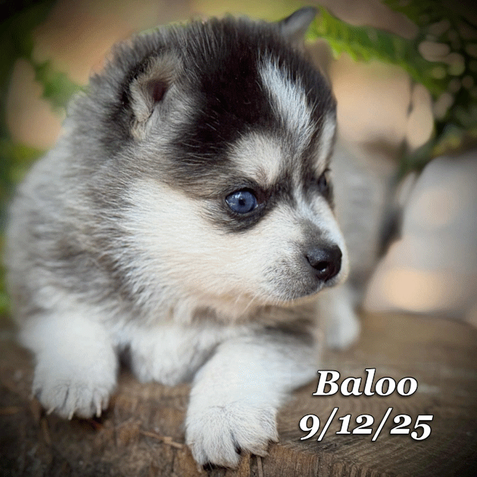 09-11 baloo 9c9064c5-bf23-40dd-a257-81bb098a6fc8.gif
