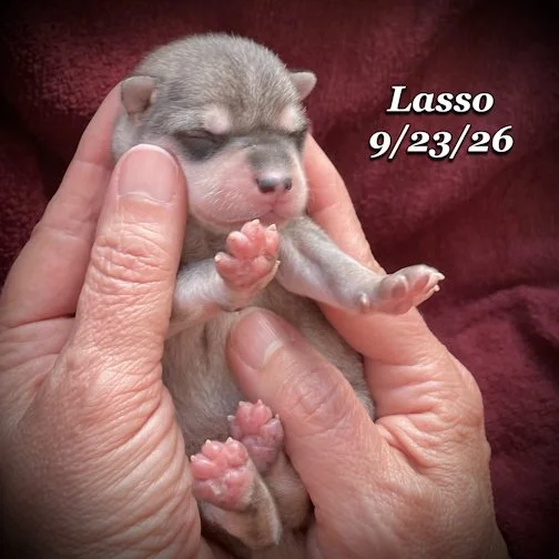 09-23 lasso 07.jpg