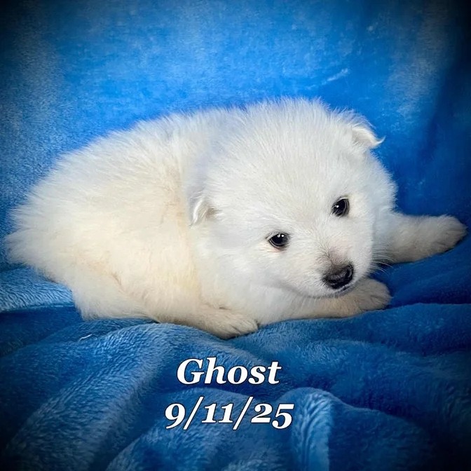 09-11 ghost 3940e388-bbc2-4be4-b3eb-c348713f2457.jpg