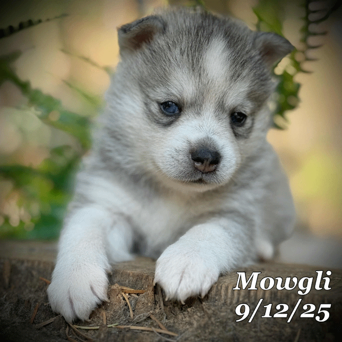 09-11 mowgli a2b1bbd2-a701-40cb-b0ea-c5a283de670b.gif