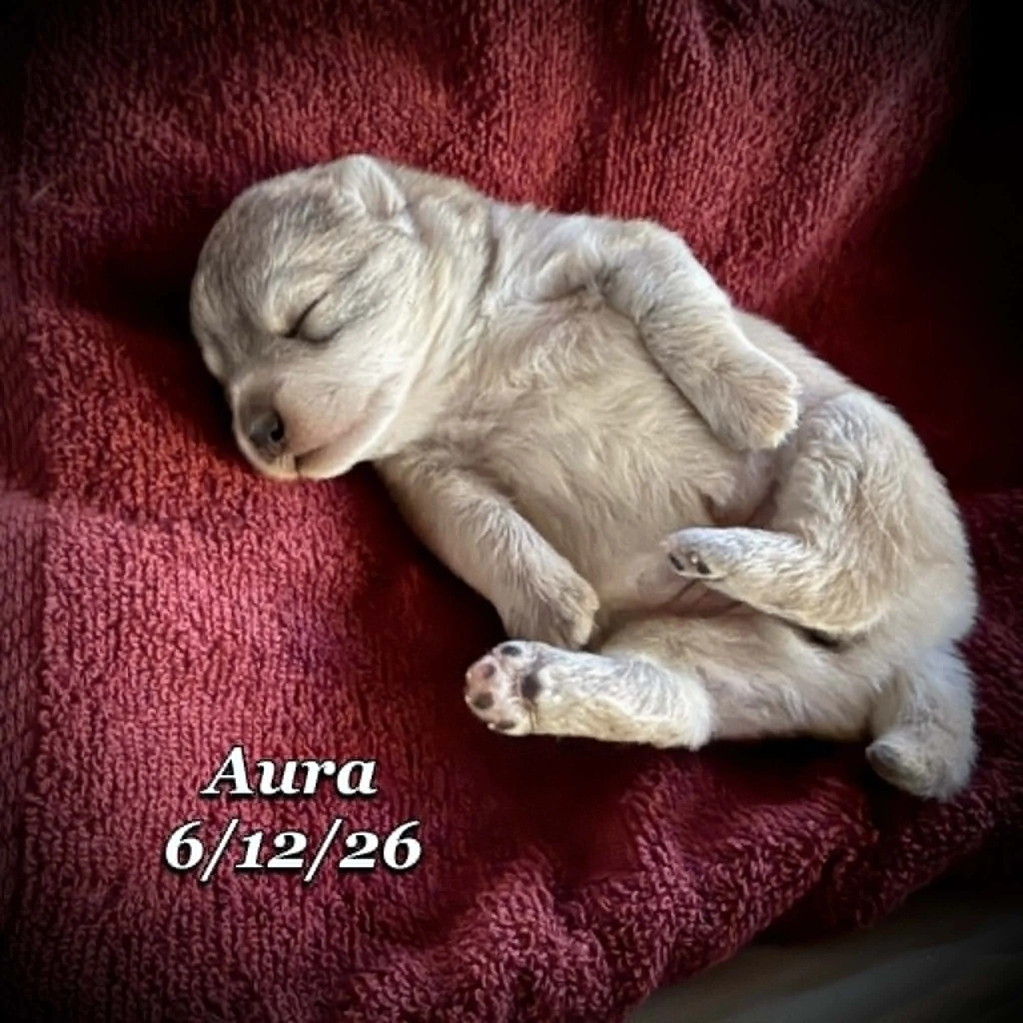 06-12 n aura c6001daa-36ac-44aa-8ccd-5f9cfc923650.jfif