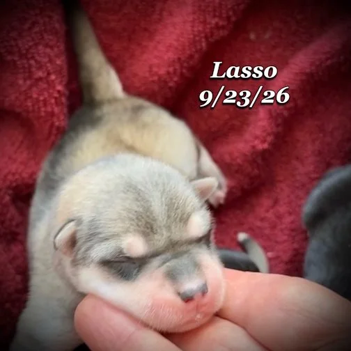 09-23 lasso 04.jpg