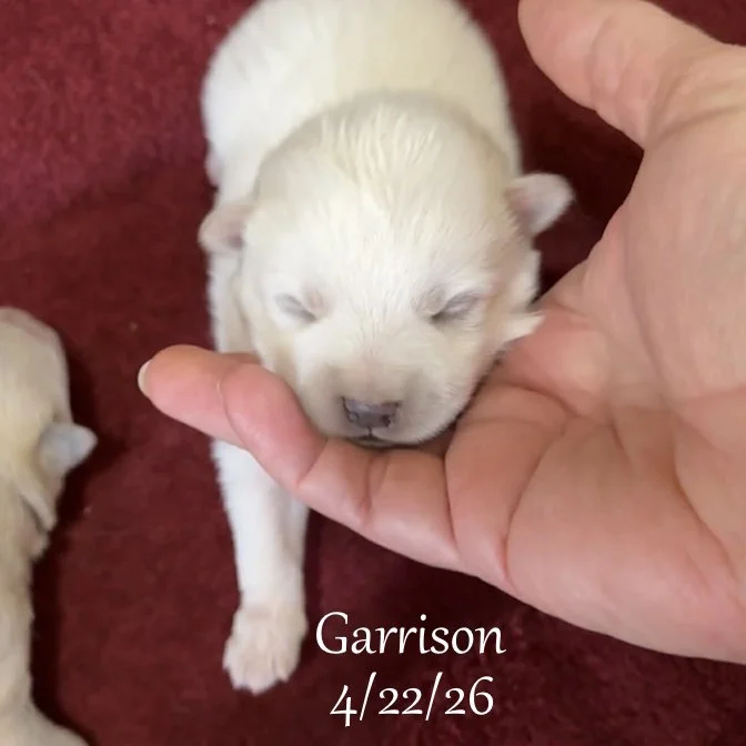 04-22 z garrison af831a36-7b56-454c-a9f0-d0769da99e34.jfif