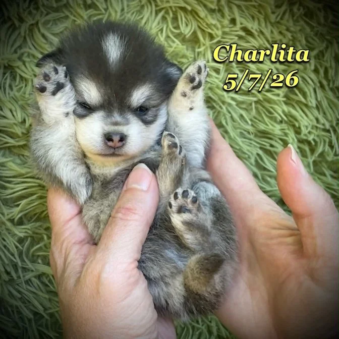 05-07 z charlita c58c3ec8-cf74-4aa1-9b52-eb06a6a4176b.jfif