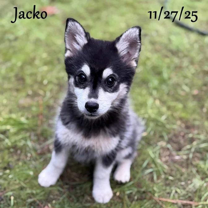 Jacko