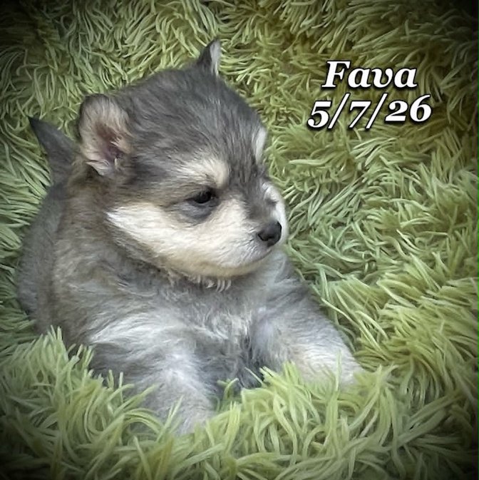 05-07 j fava 46a52f99-ea46-4e4d-b350-80b972dc0e67.jfif