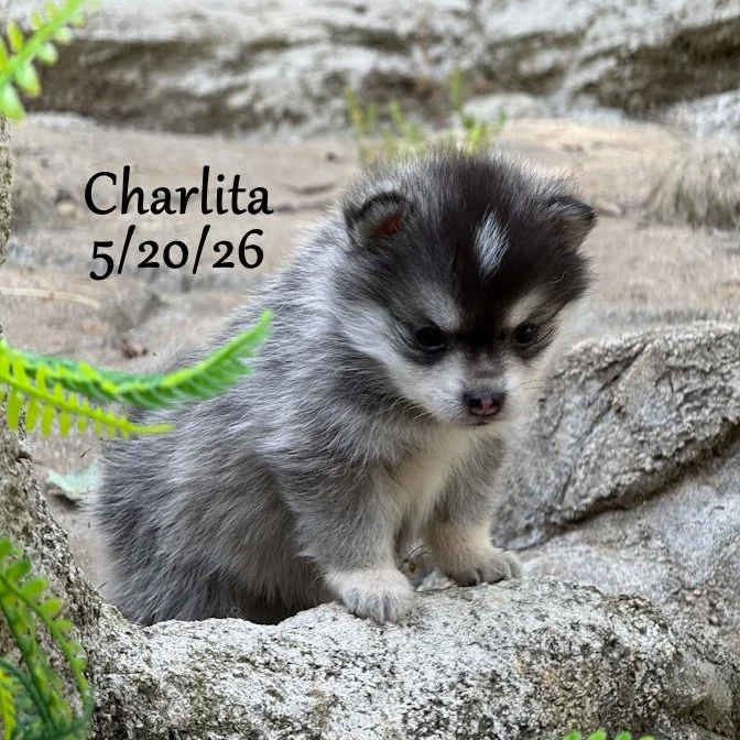 05-20 z charlita 193cc474-41b7-432e-a57c-5b616247d849.jfif