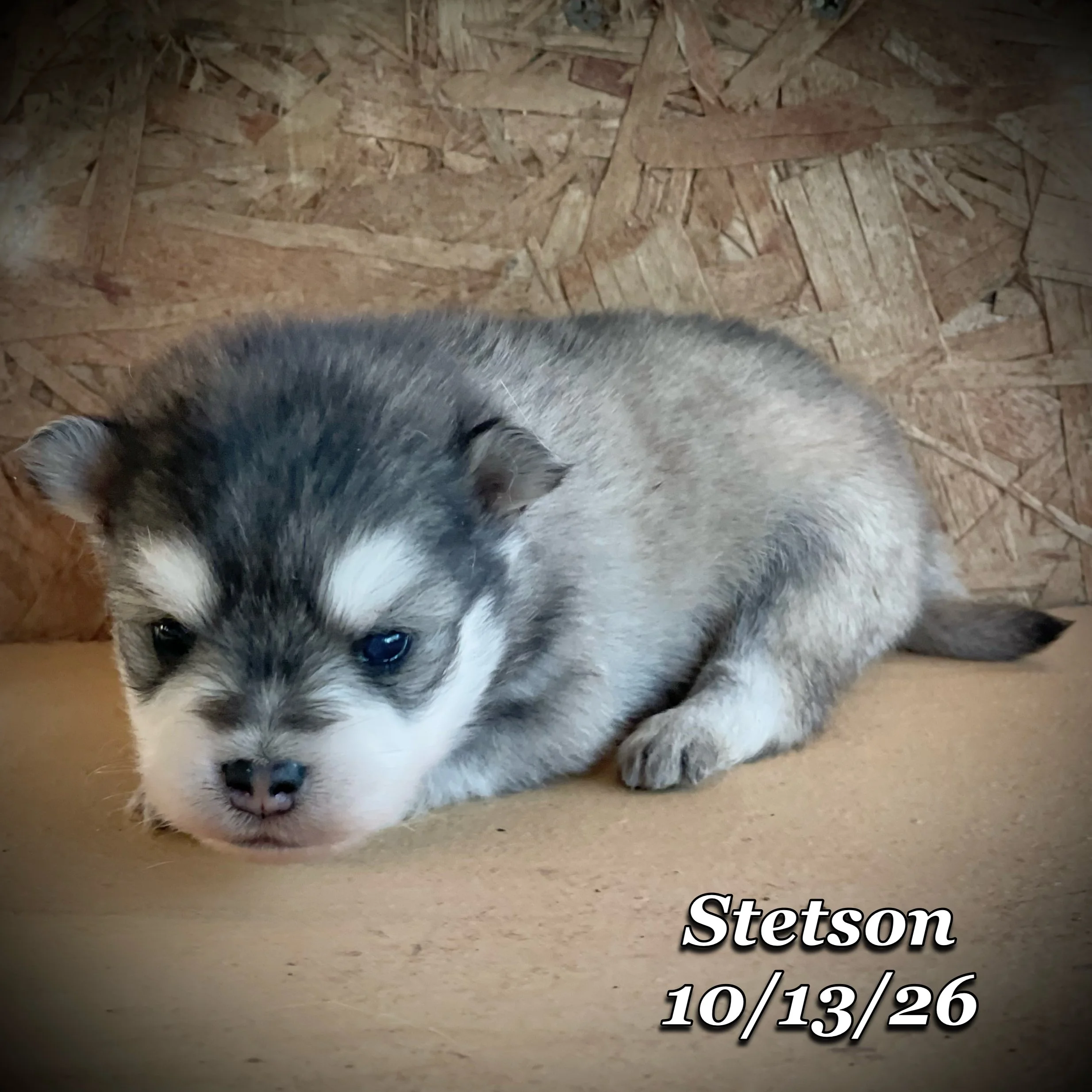 10-13 jd stetson phonto 7.JPG