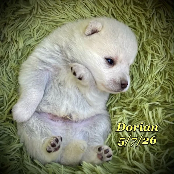 05-07 z dorian 6a800dcb-6eae-4746-8022-f9cf79a736b9.jfif