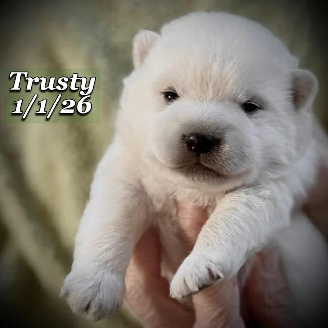 01-01 trusty 64252057-19e1-4418-ad6c-e22a87f9c939.jfif