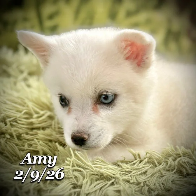 02-09 s amy ab02d2a8-bc81-4b85-be22-d5a661cfb170.jfif