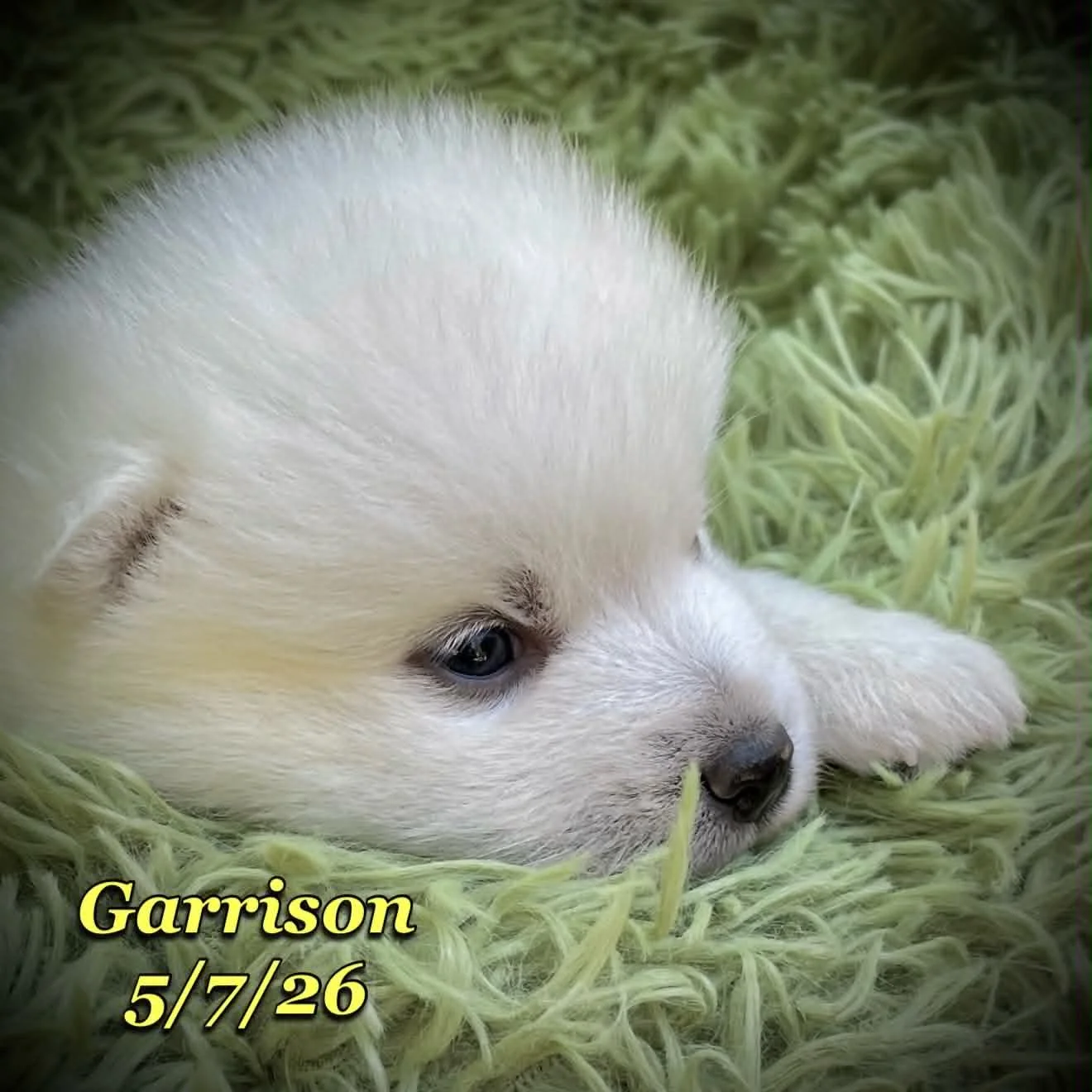 05-07 z garrison 81e7e921-966b-470e-a8bb-be105d89741b.jfif