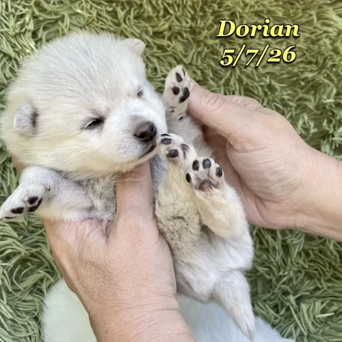05-07 z dorian ee942448-7bd9-488a-afa2-c1ca6718da57.jfif