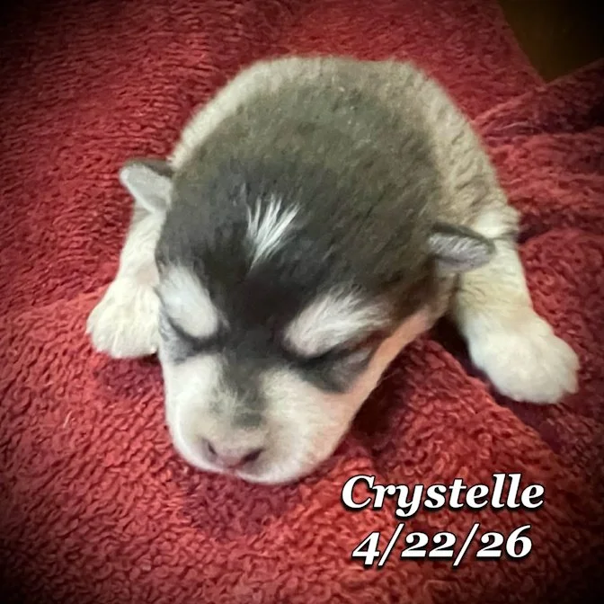 04-22 z crystelle 2c02bb14-e978-4c60-8c18-345095e697f6.jfif