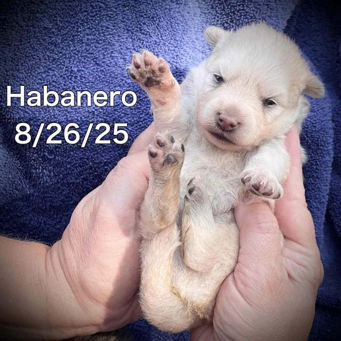 08-26 habanero 93b6d951-1819-4b16-8a2d-a88a1d8e9089.jpg