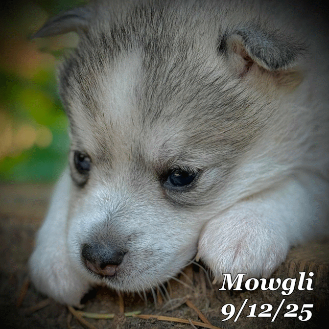 09-11 mowgli 77cb4f26-28c6-4446-a5fa-4bdb21a3d076.gif