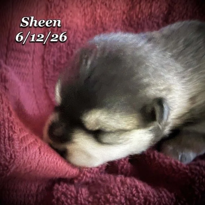 06-12 n sheen b50b292f-323d-425d-a4df-105009fd97d6.jpg