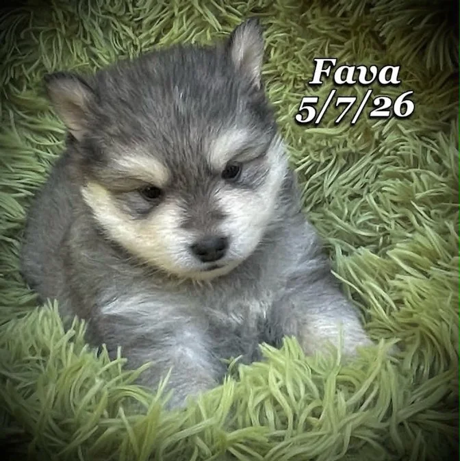05-07 j fava 0449cee8-4629-40b3-9b00-d8ed404da78d.jfif