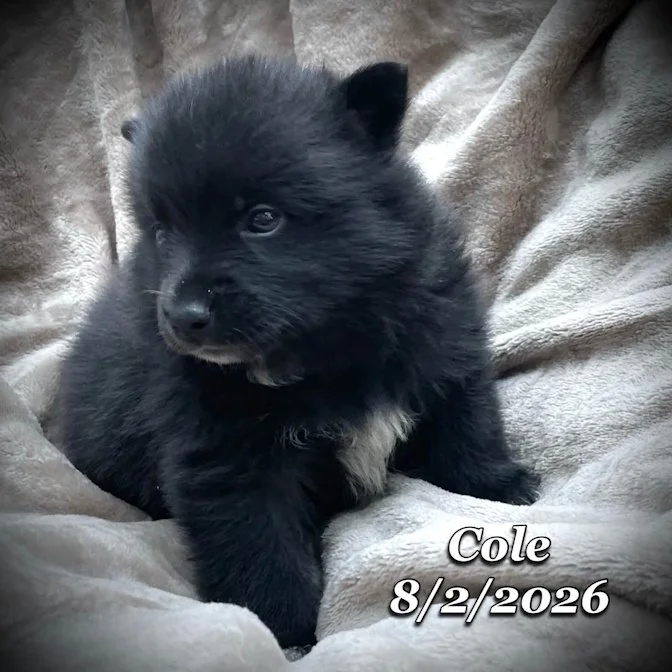 08-02 cole fc2dcf6c-efbe-4f74-a27b-497f89a0b1e6.jfif