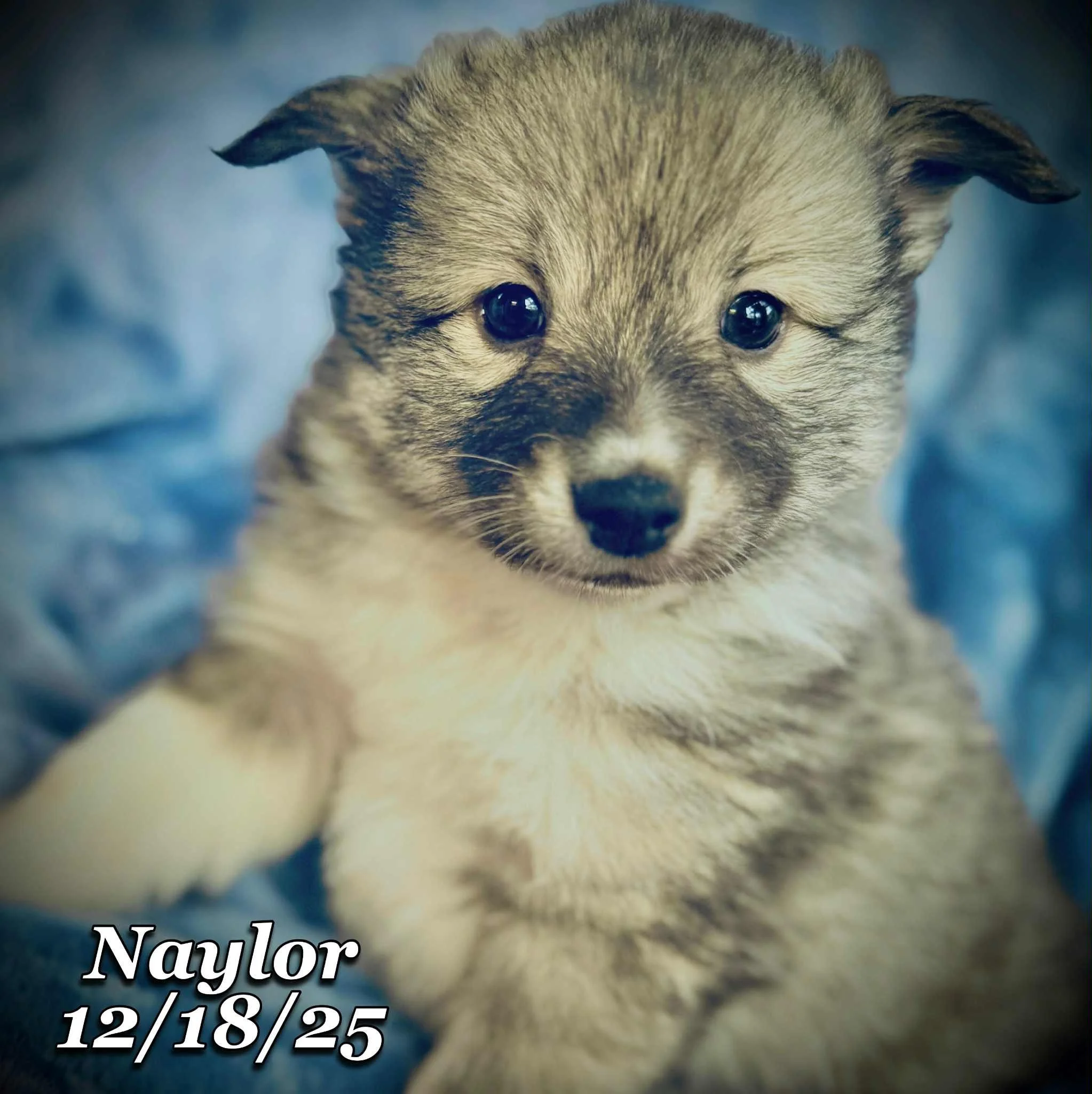 12-18 naylor 9419abff-abd8-44ca-a370-937b57fc4e90.jfif