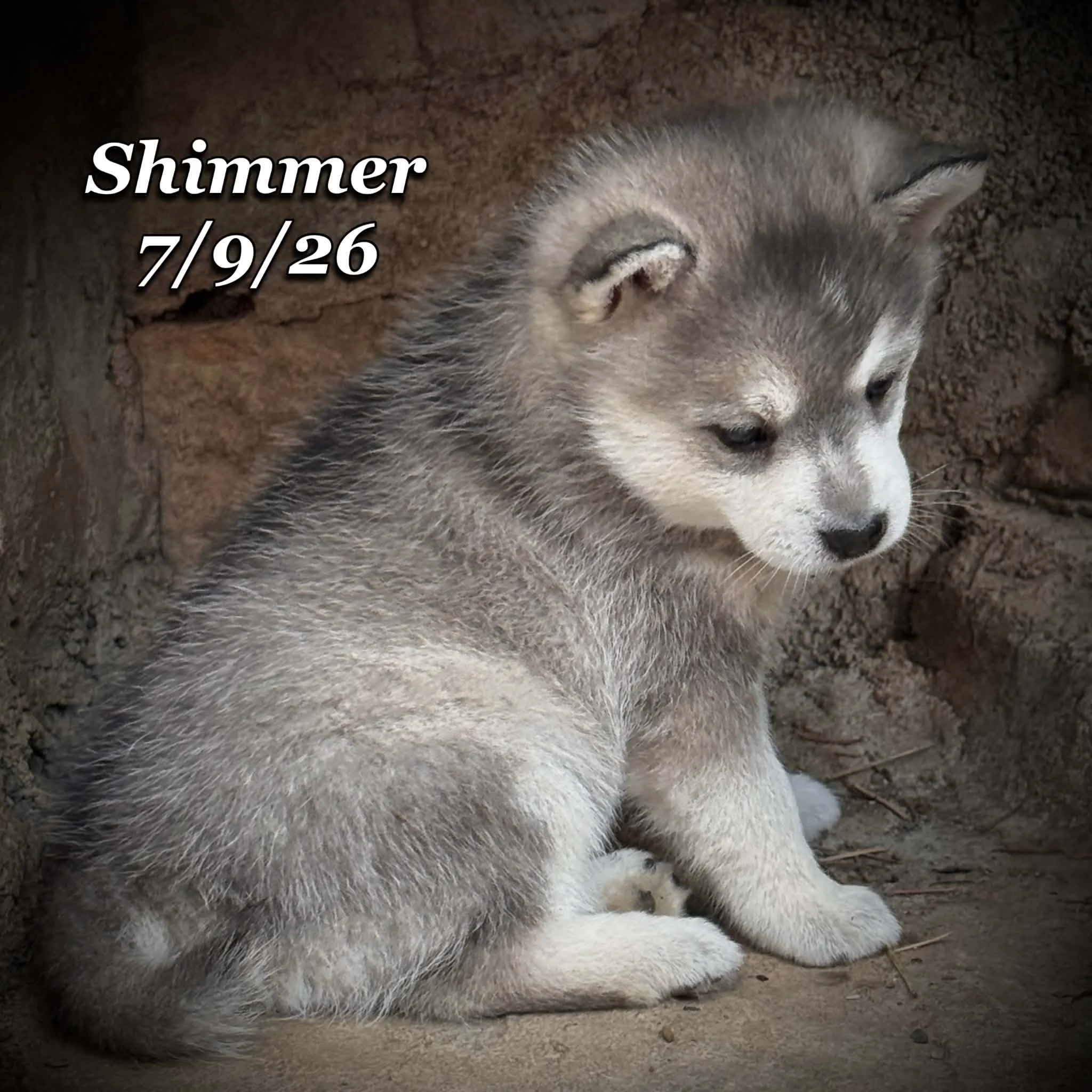 07-09 shimmer 799922ec-66f3-4be3-a594-dbafaf68f60a.jfif