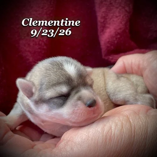 09-23 jd clementine 01.jpg