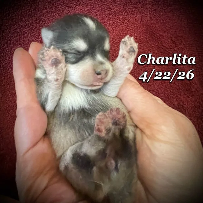 04-22 z charlita 4dc4f757-f601-4443-adf5-3131f23220ac.jfif