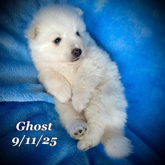 09-11 ghost e2d23d4d-8d7b-4904-83ba-227dfc2f503e.jpg
