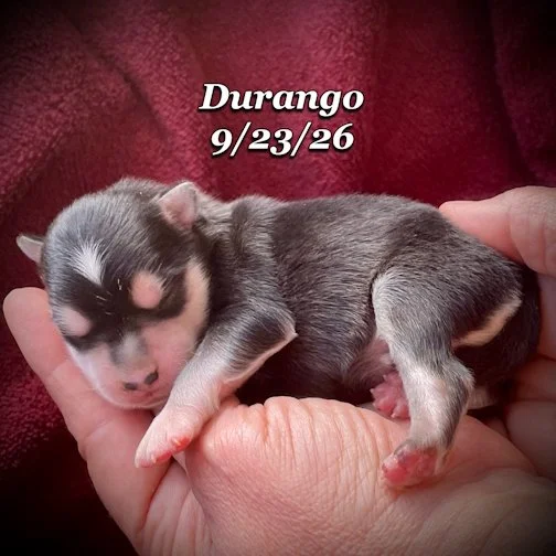 09-23 jd DURANGO 02.jpg