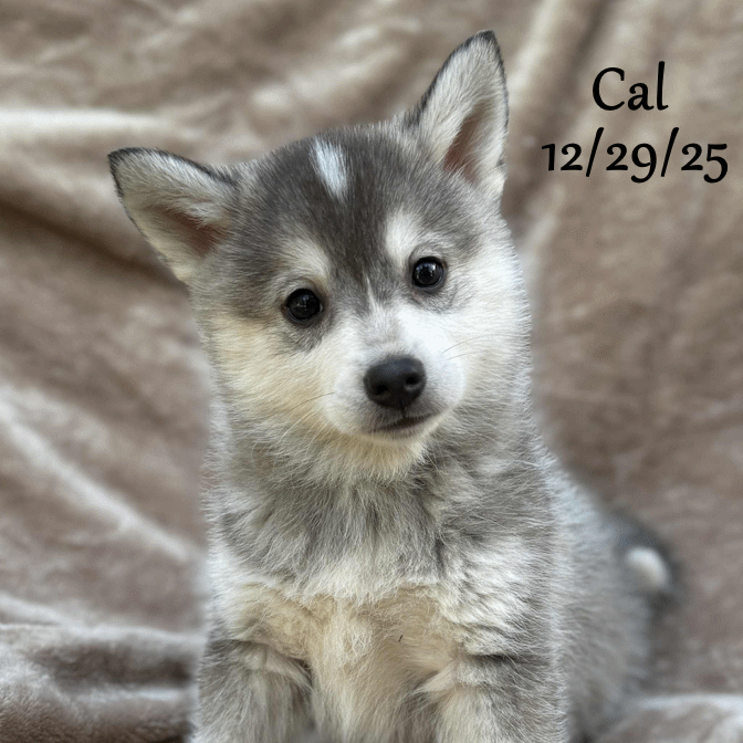 12-29 i cal bf481849-aa0c-48a6-82a1-7c3c71f5dfd6.gif