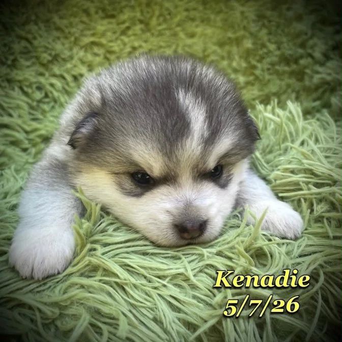 05-07 z kenadie c747a116-1aed-4922-b191-04a588880068.jfif
