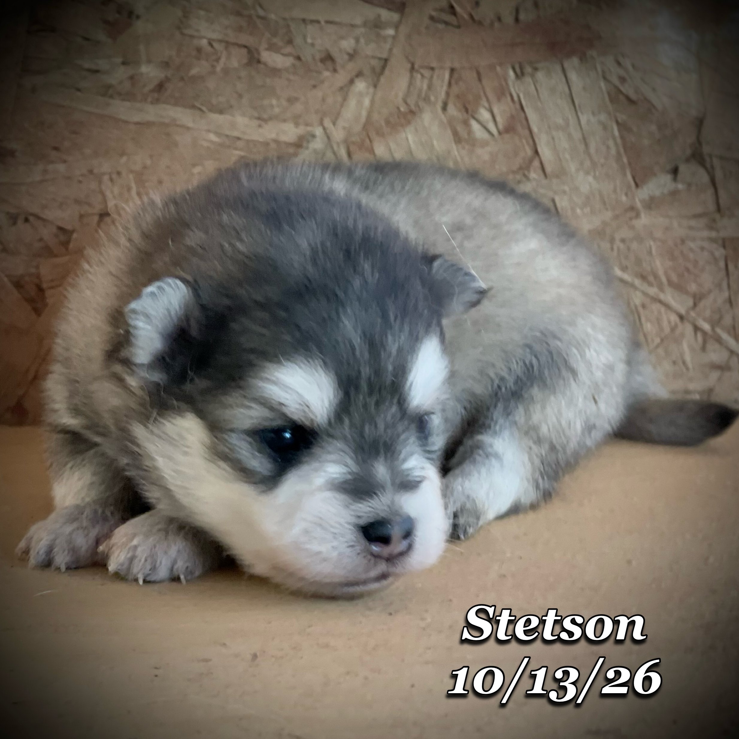 10-13 jd stetson phonto 3.JPG