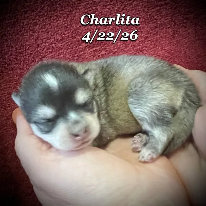 04-22 z charlita 5a06abee-cf84-4d1b-b301-ac3b27e2d00a.jfif