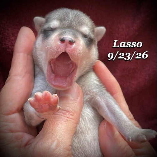09-23 lasso 05.jpg