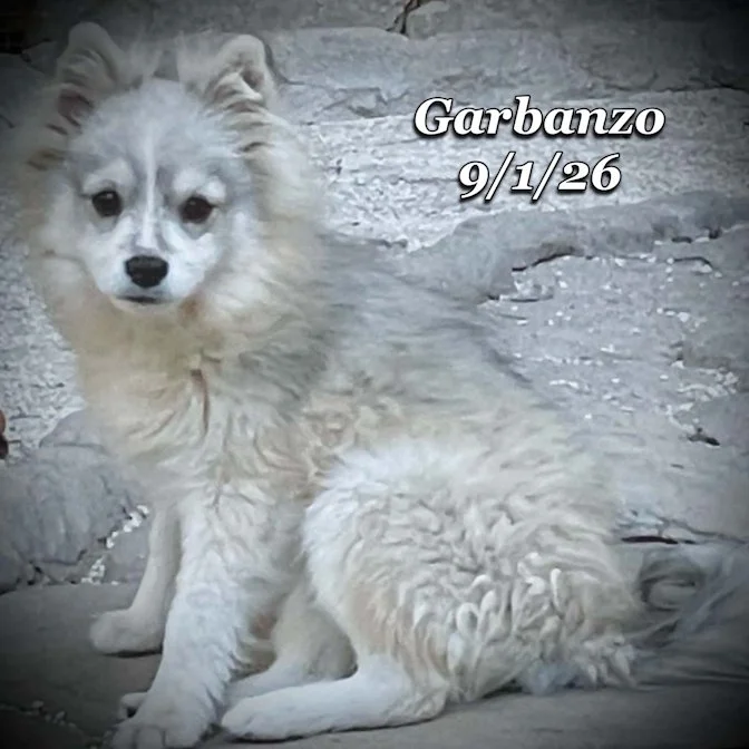 09-01 garbanzo e0df68af-e1a6-46b9-a38b-42e52b66773b.jpg