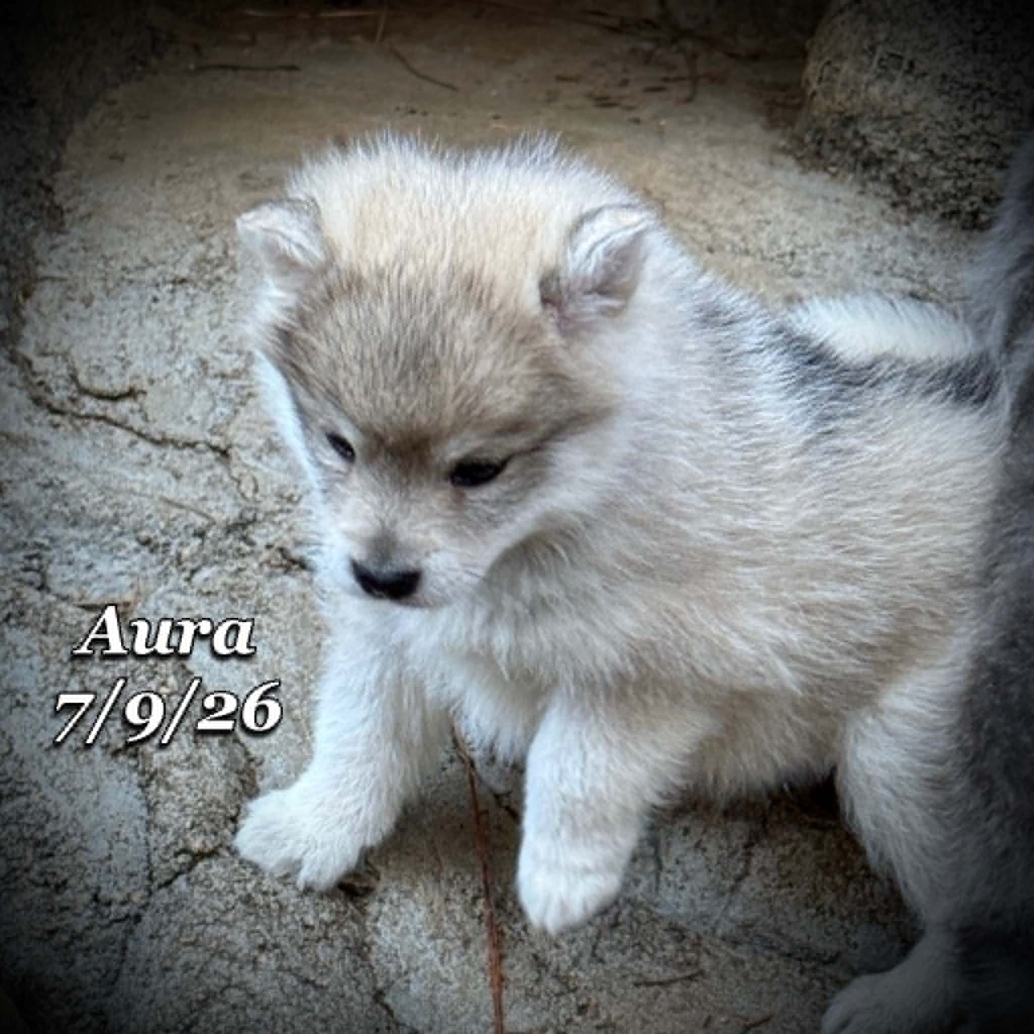 07-09 aura 18c6075c-6400-4b30-83df-652a1aed6e61.jfif