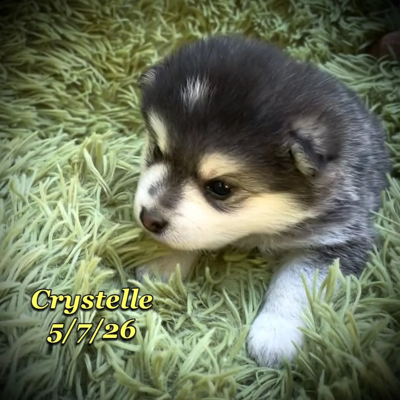 05-07 z crystelle 13c0fa2d-2a0e-4c5d-a624-a728ce0ffc06.jfif