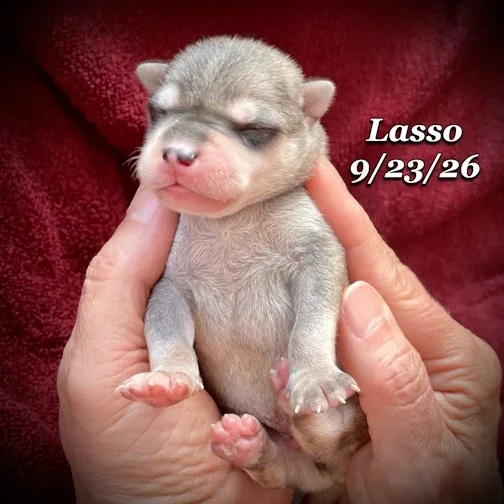 09-23 lasso 03.jpg