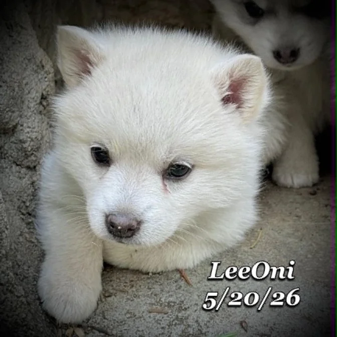 05-20 z leeoni 13c02a68-5308-4371-802e-358e027e6d52.jfif