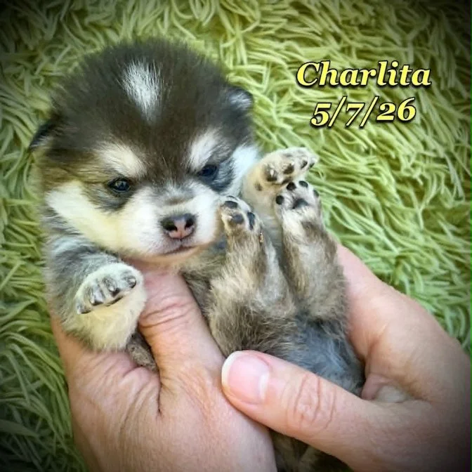 05-07 z charlita dbd7801c-91f6-44fd-8cf9-a56f2519ba00.jfif
