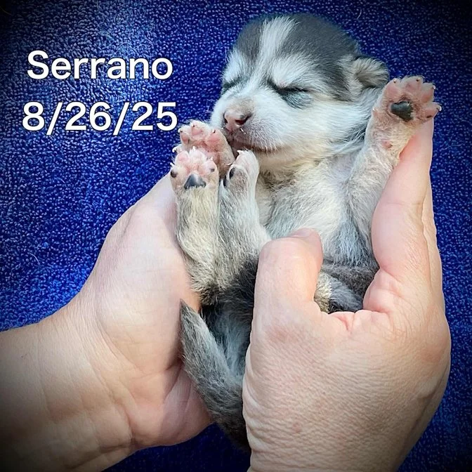 08-26 serrano a0560acf-fcfa-4957-8401-6335816ee2cb.jpg