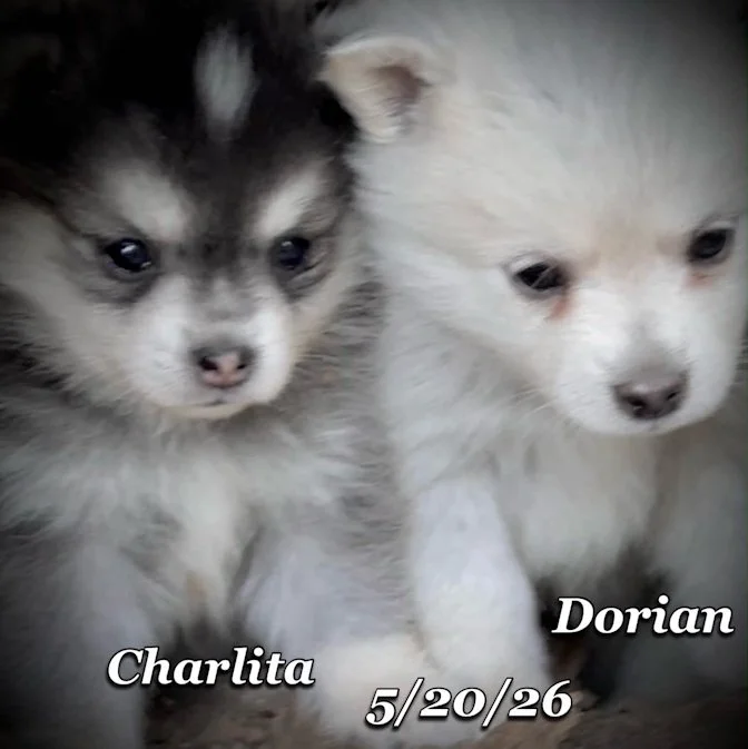 05-20 z dorian baf6e3b2-8f7c-4a17-8e2c-15ffb9984282.jfif